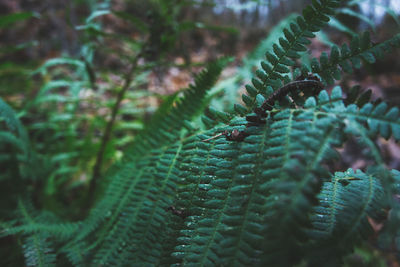 Close-up of fern in forest