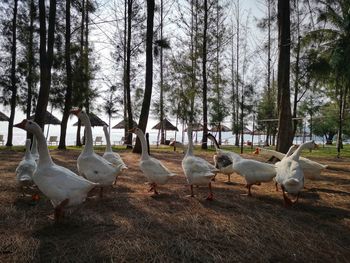 Flock of birds in the field