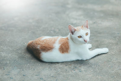 Portrait of cat lying on floor