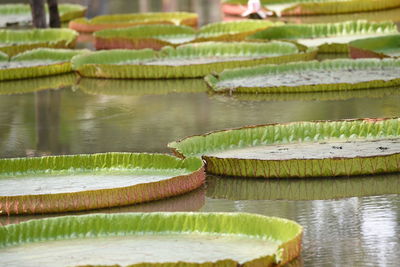 Close-up of green leaves floating on water