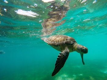 Side view of a turtle underwater