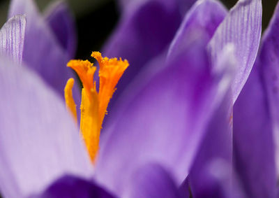 Close-up of purple flower blooming outdoors