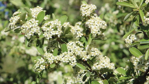 Close-up of white flowers