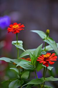 Close-up of red flowering plant