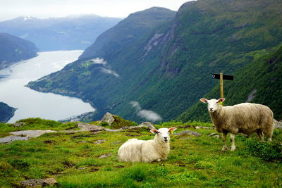 Portrait of sheep relaxing on mountain