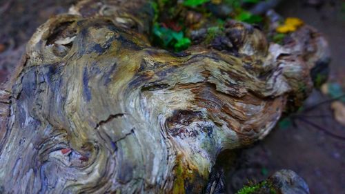 Close-up of tree trunk