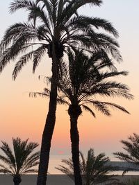 Silhouette palm tree against sea during sunset