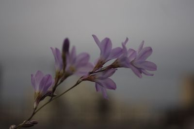 Close-up of flowers