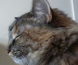 Close-up of cat with eyes closed