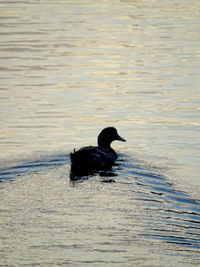 Silhouette duck swimming in lake