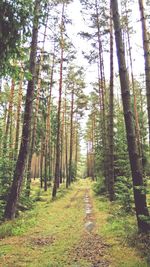Road passing through forest