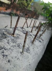 Close-up of rusty wood