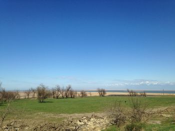 Scenic view of grassy field against blue sky