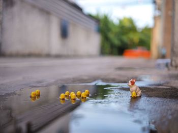 High angle view of stuffed toy in swimming pool