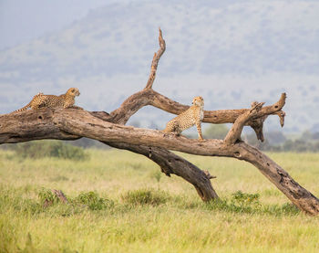 View of birds on landjaguar 