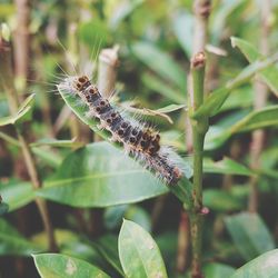 Close-up of insect on plant