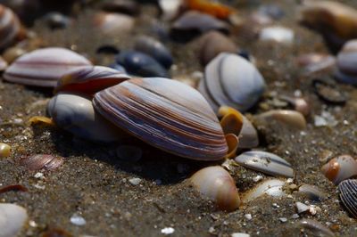 Close-up of seashells on beach