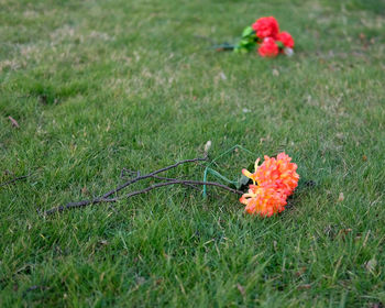 Close-up of wildflowers growing on grass