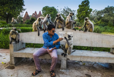 Man feeding monkeys at zoo