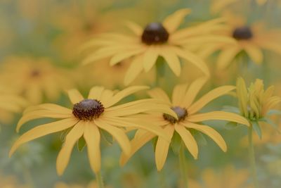 Close-up of black-eyed field