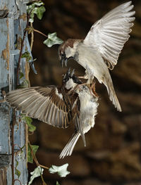 Close-up of birds flying