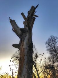 Low angle view of dead tree against sky