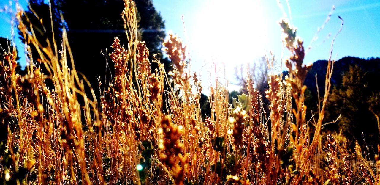 CLOSE-UP OF STALKS ON FIELD AGAINST SKY