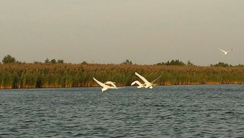 Bird flying over lake