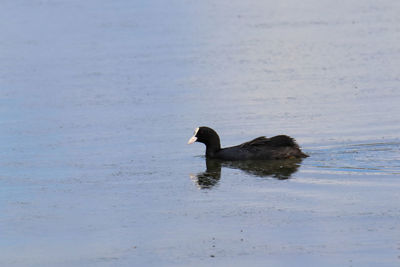 Side view of a duck swimming in lake