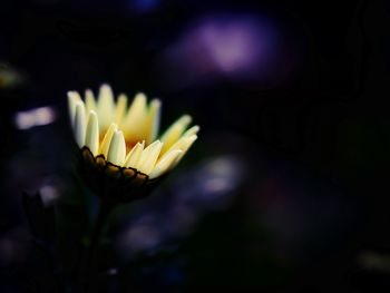 Close-up of flowers blooming outdoors