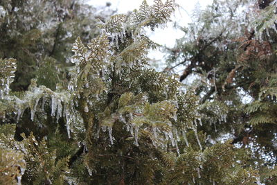 Low angle view of trees during winter