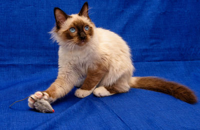 Portrait of cat sitting on blue floor