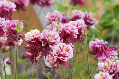 Aquilegia flower in bloom in the garden