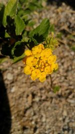 Close-up of yellow flower blooming in field