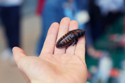 Cropped hand holding cockroach