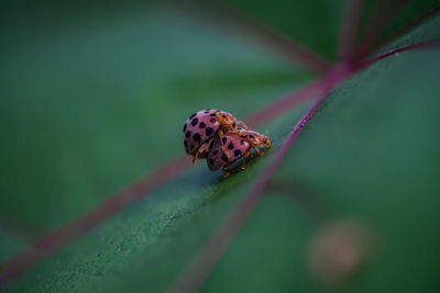 Close-up of ladybug on leaf