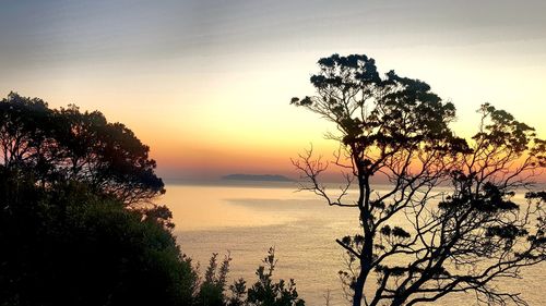 Silhouette tree by sea against sky during sunset