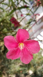 Close-up of pink flower