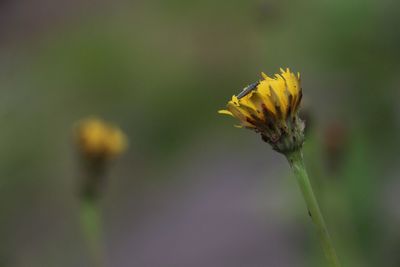 Close-up of insect on yellow flower in garden