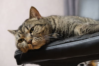 Close-up portrait of a cat