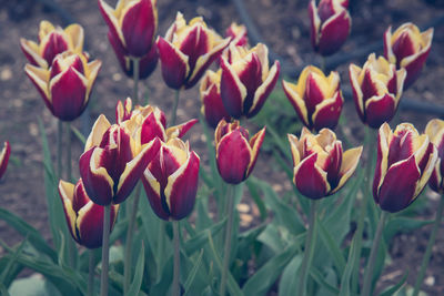 Close-up of flowers blooming outdoors