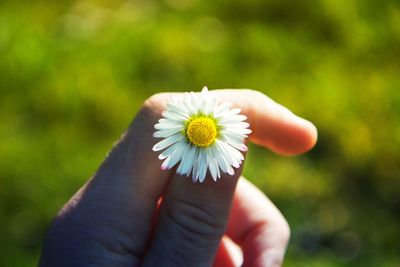 Close-up of hand holding flower