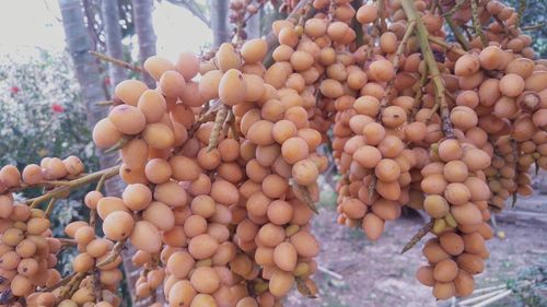 Close-up of fruits on tree