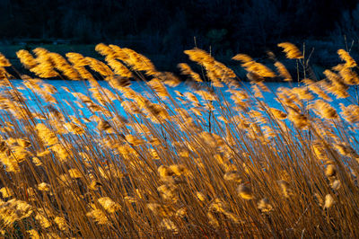 Reed thicket, arundo donax plants, photographed in spring, backlit.