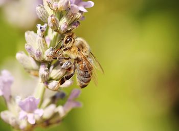 Close-up of bee pollinating on flower