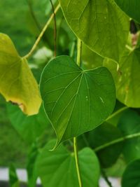 Close-up of green leaves