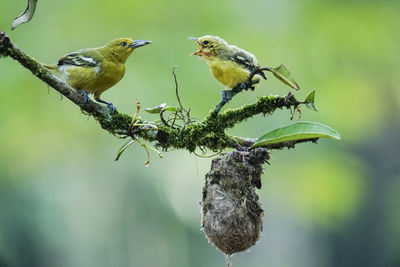 Close-up of birds perching on twig