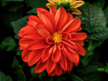 Close-up of red flower