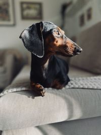 Portrait of dog sitting on bed at home