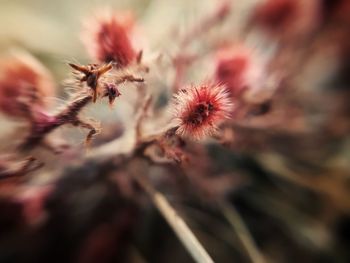 Close-up of wilted flower